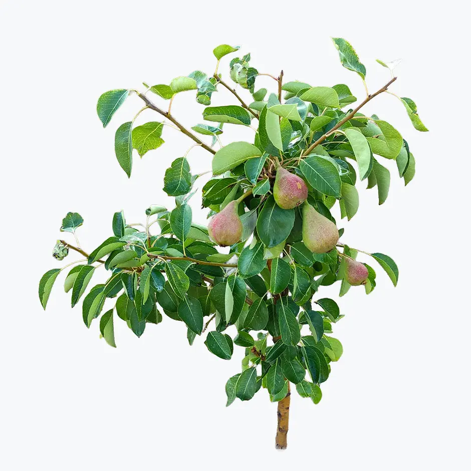Arbol pequeno pera Solman 02