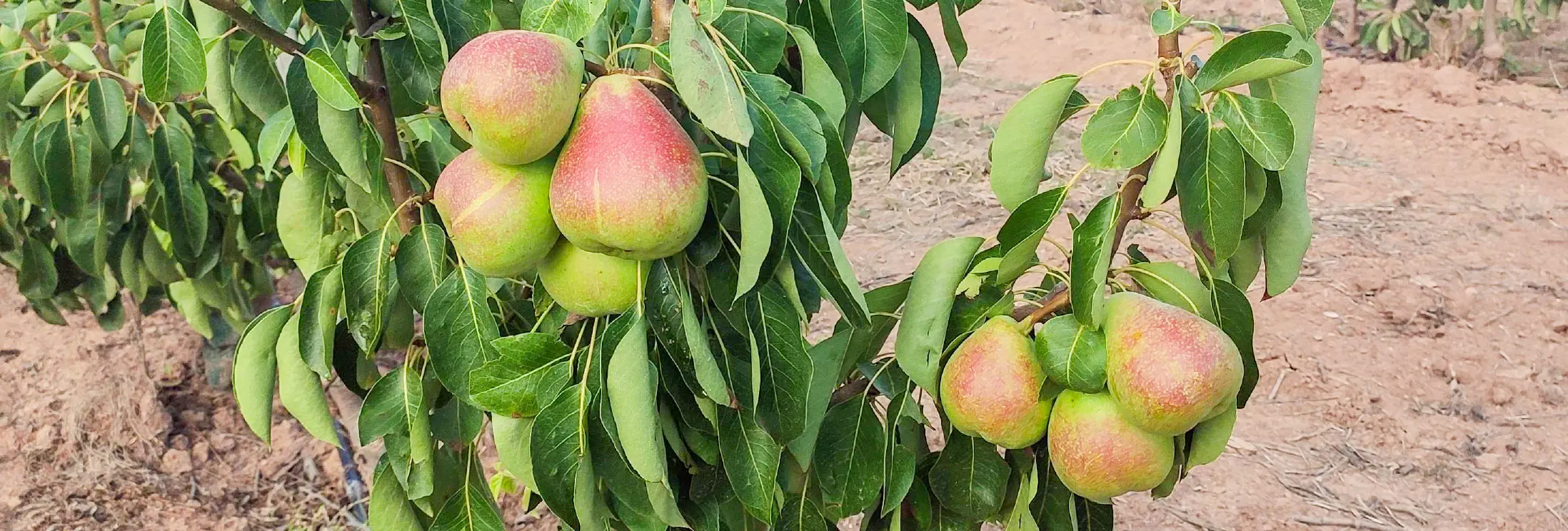 Campo arbol peras Solman